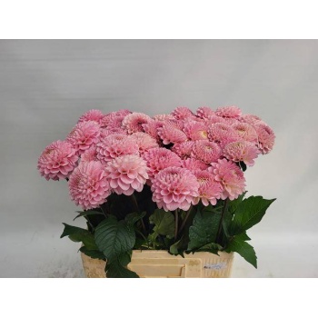 product/img.floraplaza.nl/LDAHWISO55-LIVE_fotos-0xA59BF67A8ED8DE26F5143C27683F2E9C4A62C4F8.jpg