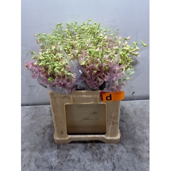 product/img.floraplaza.nl/LDEL60-LIVE_fotos-0xFED52CFDE25FCDEADA309AE89D46D5860DC52F7E.jpg