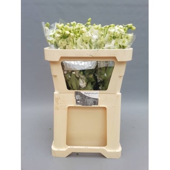 product/img.floraplaza.nl/LDELCENW7-LIVE_fotos-0xF83BC3F98573976C508C649C0AEF8FCCEB28B447.jpg