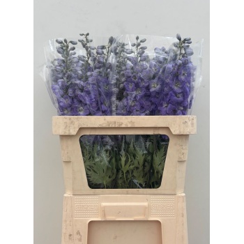 product/img.floraplaza.nl/LDELDEWIMP8-LIVE_fotos-0xA9C327D98EA643915F3B376A23D7C958D507C48E.jpg