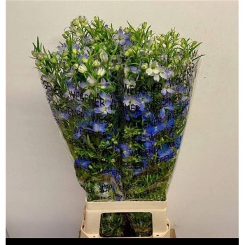 product/img.floraplaza.nl/LDELENEB8-LIVE_fotos-0x4B5BBA2BE881CD0B01A9FF792D81918B529C3828.jpg