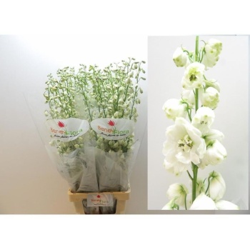 product/img.floraplaza.nl/LDELGUAW100-LIVE_fotos-0xD11DDE07867EA494E83106674B359458CCB8E75A.jpg
