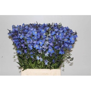 product/img.floraplaza.nl/LDELNEDD5-LIVE_fotos-0x8A19A2BDB8390D92FEE73543AE3CBE82EE7EA07D.jpg