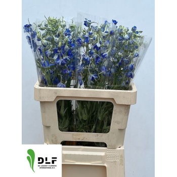 product/img.floraplaza.nl/LDELVOL6-LIVE_fotos-0x1EE8484004102B8979C9F1F0D1B4FCED409CE6BE.jpg