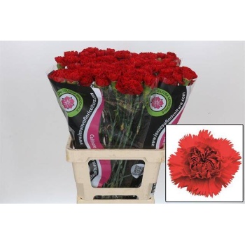 product/img.floraplaza.nl/LDIAARO-LIVE_fotos-0xD9200A33259C62B78F43F050CAF6AB29D25083E8.jpg
