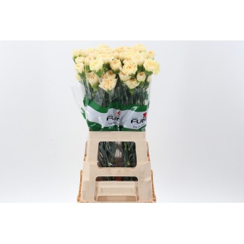 product/img.floraplaza.nl/LDIABEVH-LIVE_fotos-0x269995BF5F64DCB0CDF2DE17C45CBD81849A0DBD.jpg