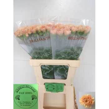 product/img.floraplaza.nl/LDIACARG-LIVE_fotos-0xEC98506513CFB929E97AD46297A2578F0CE16311.jpg