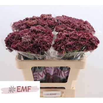 product/img.floraplaza.nl/LDIACOPEX-LIVE_fotos-0x6D1C09A4C94EC2A36885E5B39E1B46B27DD580C0.jpg