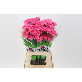 product/img.floraplaza.nl/LDIAECTONG-LIVE_fotos-0xF09FA2A5B31F04BFA67427D5C1000231E3AA98A6.jpg