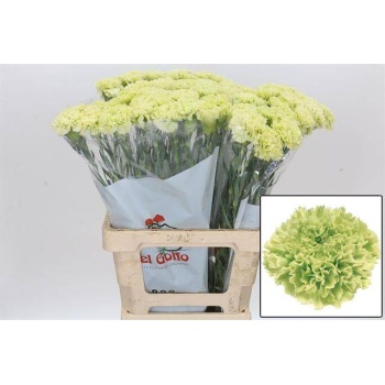 product/img.floraplaza.nl/LDIAGOB-LIVE_fotos-0x7C801BB6D91E4041264A80BE17C43D21C42BD7C3.jpg