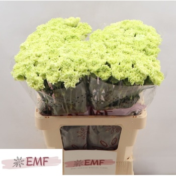product/img.floraplaza.nl/LDIAGOB-LIVE_fotos-0xEBAB593F42D41FE7B43F426BB6FBCBEC03A38F34.jpg