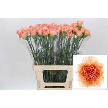 product/img.floraplaza.nl/LDIAGOOG-LIVE_fotos-0x6FD140908F5B0773569A610E9617D8EF0647377D.jpg