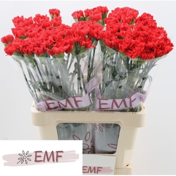 product/img.floraplaza.nl/LDIAGRAS-LIVE_fotos-0xF83DB0E20B793CC71F8106F2A47AF41DFB748E63.jpg