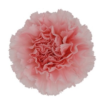 product/img.floraplaza.nl/LDIAJOD-ASSORTI_fotos-MVA-Colibri - Doncel.jpg