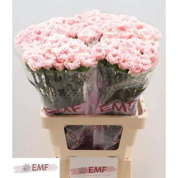product/img.floraplaza.nl/LDIAJOD-LIVE_fotos-0xC09BEC66AC1253726FB86CC9751419244FA1A39F.jpg