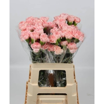 product/img.floraplaza.nl/LDIAJOD-LIVE_fotos-0xF611653F0E74593870CA663EB063056ACE19D471.jpg