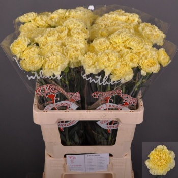 product/img.floraplaza.nl/LDIAKIR-LIVE_fotos-0xB79346BE5EE9E026F34E29129BF4DF8053B59C9D.jpg