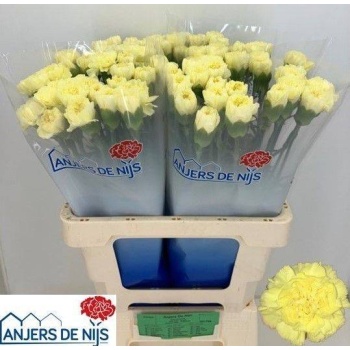 product/img.floraplaza.nl/LDIAKIR-LIVE_fotos-0xC2DF24AA2501EE63FF1FCCB9E636D53EA9A50661.jpg