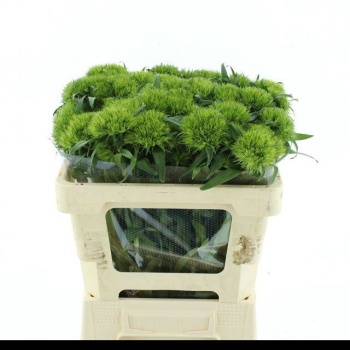 product/img.floraplaza.nl/LDIAKIWM5-LIVE_fotos-0x4674AC550D67929347ED296614C71B3EE0C0B4B1.jpg