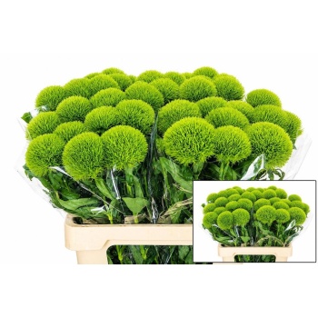 product/img.floraplaza.nl/LDIAKIWM6-LIVE_fotos-0xEC99E869F919616D98BB4D0EA741A73FE1E47A37.jpg