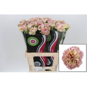 product/img.floraplaza.nl/LDIALADS-LIVE_fotos-0x1A646C38C4D4DBC1EB5C1EBE33398D7588A24EEA.jpg
