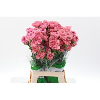 product/img.floraplaza.nl/LDIALEGE-LIVE_fotos-0x779E038DB073C613EC20E62CAD55EC31A5CDDDB2.jpg