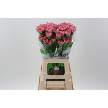 product/img.floraplaza.nl/LDIALEGE-LIVE_fotos-0xC345EBC6818A31AE76AF6E19B72B2770FA7FC60B.jpg