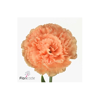 product/img.floraplaza.nl/LDIAMEG-ART_Fotos-VBN-vbn114394.jpg
