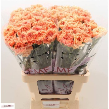 product/img.floraplaza.nl/LDIAMEG-LIVE_fotos-0x3F2980BC1C0F0490A511914D0EB862A0E00B3A0F.jpg