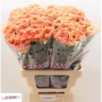 product/img.floraplaza.nl/LDIAMEG-LIVE_fotos-0x908F725EB2B30E6F86BB46C43EB544AEC4C2387D.jpg