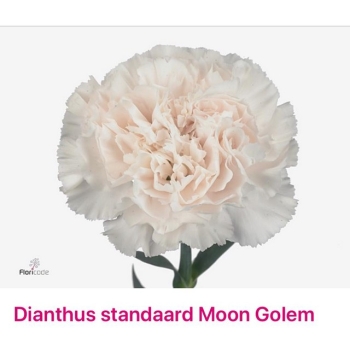 product/img.floraplaza.nl/LDIAMOON-ASSORTI_fotos-MVA-Dianthus moon golem.jpg