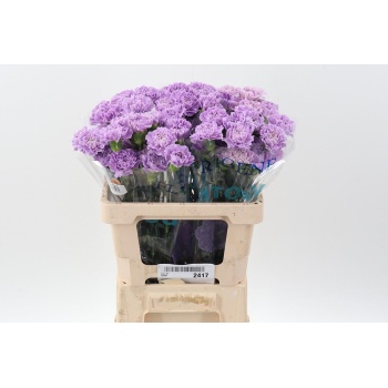 product/img.floraplaza.nl/LDIAMOONA-LIVE_fotos-0x79301D46E467F94B5B931BDD8C39E9EE6FB6478D.jpg