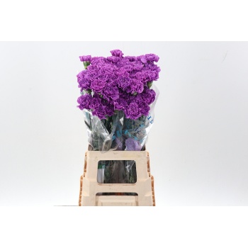product/img.floraplaza.nl/LDIAMOONL-LIVE_fotos-0xE66F1BAB40A85E5FA61F1F6994DC241974D12E89.jpg