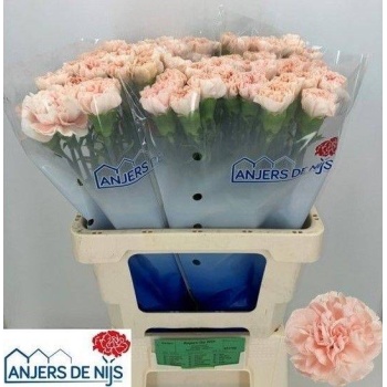 product/img.floraplaza.nl/LDIANOV-LIVE_fotos-0xB2ED8A7C557BE47ABF8BD505ACA303AAFEDCE414.jpg