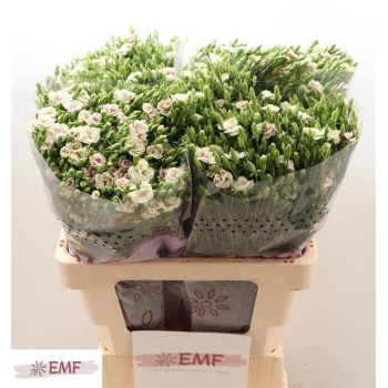 product/img.floraplaza.nl/LDIARAFEL-LIVE_fotos-0xBEF689C60DB2FF2EED7C4D5FBBB83A097F7CC14F.jpg