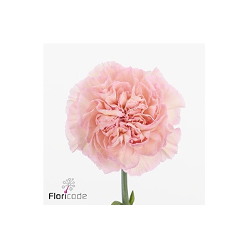 product/img.floraplaza.nl/LDIASORB-ART_fotos-VBN-vbn133299.jpg