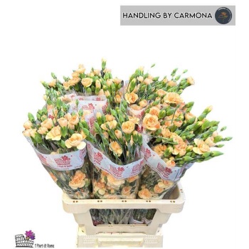product/img.floraplaza.nl/LDIASPAME-LIVE_fotos-0xC1E030E59D6A0FF76978AD7F69DC1D94977EAE3C.jpg