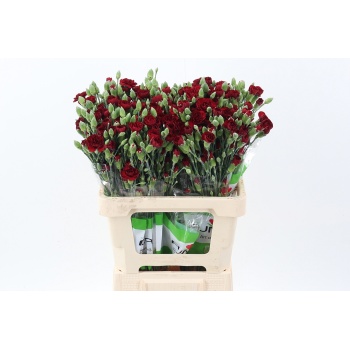 product/img.floraplaza.nl/LDIASPCHA-LIVE_fotos-0x2F32216CC0AD5BCE6DD0CCF0FC040E26548BC06A.jpg
