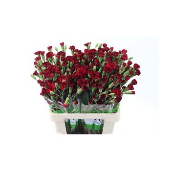 product/img.floraplaza.nl/LDIASPCHA-LIVE_fotos-0x4647226E3514360F8EB8374BC53A3080BE2996A8.jpg