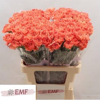 product/img.floraplaza.nl/LDIATAM-LIVE_fotos-0xDFCEF96B0BDF5707B8F38BB6CB725E956582F49B.jpg
