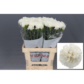 product/img.floraplaza.nl/LDIATITIB-LIVE_fotos-0x6BF49205C64B6C6973207B12EEF7B74DBEDFB8E6.jpg