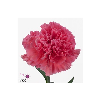 product/img.floraplaza.nl/LDIATONG-ART_Fotos-VBN-vbn105212.jpg