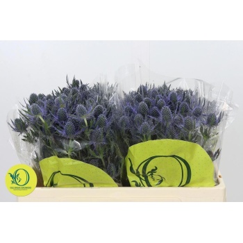 product/img.floraplaza.nl/LERY5BLUL-LIVE_fotos-0x6E5A9800393163E46D3F685E3929F221F90C6DB6.jpg
