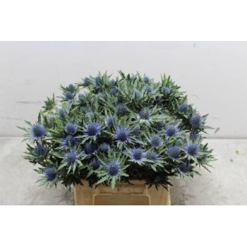 product/img.floraplaza.nl/LERYAQU4-LIVE_fotos-0xB894DF210DDF4865D3C6871851FEF15B52E6DAEF.jpg
