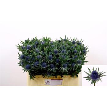 product/img.floraplaza.nl/LERYAQU5-LIVE_fotos-0xE967E83D0B45E25C5DC46C806E743290775C764A.jpg
