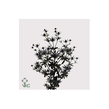 product/img.floraplaza.nl/LERYORIQ5-ART_Fotos-VBN-vbn3359.jpg