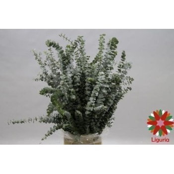 product/img.floraplaza.nl/LEUCBB7-ASSORTI_fotos-Magnet-Blad eucalyptus baby blue 200gr.jpg