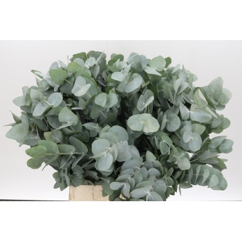 product/img.floraplaza.nl/LEUCCIN4-LIVE_fotos-0x9A970AAF96698974C33D9F5F76F55DEE2838D103.jpg