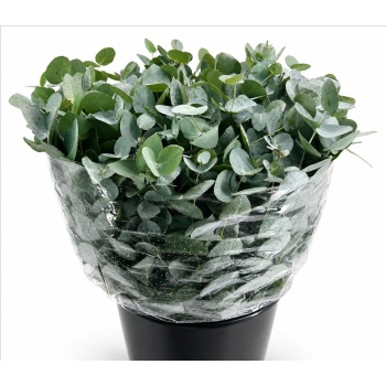 product/img.floraplaza.nl/LEUCCIN5-LIVE_fotos-0x64D2939FB1BBB22F0BD8421D286F1654C5ADEA68.jpg