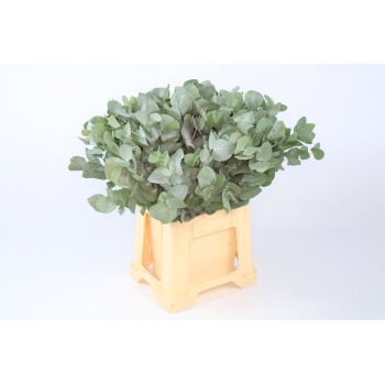 product/img.floraplaza.nl/LEUCCIN5-LIVE_fotos-0xC0258C0691BCE8D8E5210D1ED66CDBB13C7E3E77.jpg
